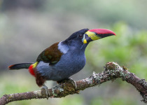 Grey-breasted Mountain Toucan