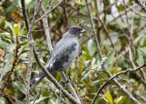 Red-crested Cotinga