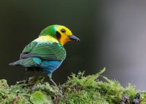 Multicolored Tanager, Colombia