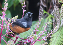 Chestnut-bellied Flowerpiercer