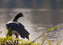 Horned Screamer