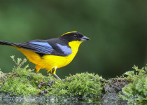 Blue-winged Mountain Tanager