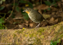 Santa Marta Antpitta