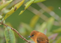 Cinnamon Flycatcher