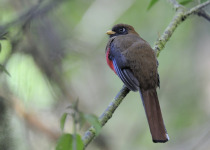 Masked Trogon