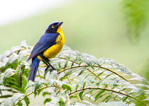 Santa Marta Mountain Tanager
