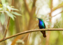 Santa Marta Sabrewing