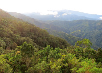 Santa Marta cloud forest