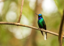 White-tailed Starfrontlet