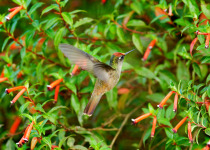 Blossomcrown, Santa Marta Colombia