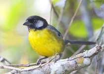 Santa Marta Brushfinch