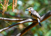 a Puffbird rests on a free branch near Santa Marta, Colombia