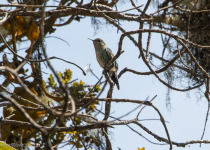 Black-backed Thornbill (female)
