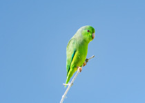 Green-rumped Parrotlet