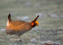 Lesser Prairie Chicken
