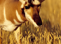 Pronghorn