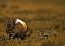 Sage Grouse