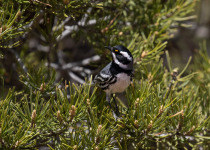 Black-throated Gray Warbler