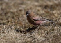 Brown-capped Rosy Finch