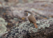 Canyon Wren