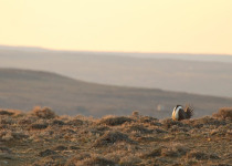 Sage Grouse