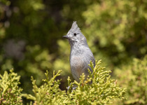 Juniper Titmouse © Chris Burney