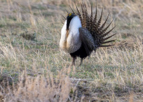 Greater Sage-Grouse