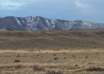 Greater Sage-Grouse lek
