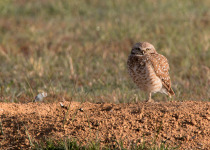 Burrowing Owl
