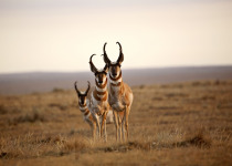 Three male Pronghorns, Alberta