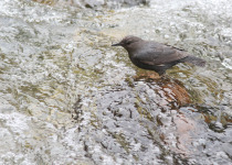 American Dipper