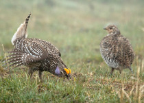 Sharp-tailed Grouse lek