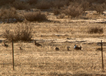 Gunnison Sage Grouse lek