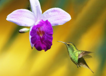 Coppery-headed Emerald