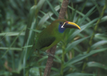 Emerald Toucanet