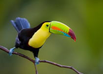 Keel-billed Toucan