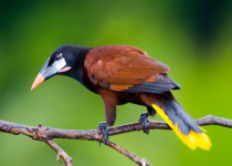 Montezuma Oropendula