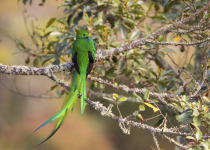 Quetzal