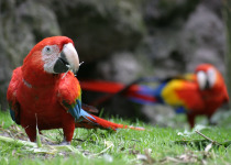 Scarlet Macaws