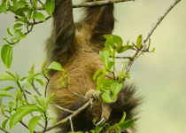 Hoffmann’s two-toed sloth © Steve Ogle