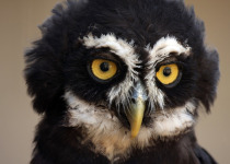 Spectacled Owl