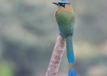 Blue-crowned Motmot