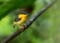 Orange-collared Manakin in Costa Rica