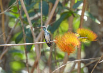 Mangrove Hummingbird, Costa Rica