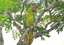 Great Green Macaw