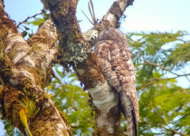 Great Potoo