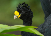Creat Curassow