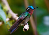 Purple-throated Mountain-gem
