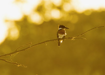 Amazon Kingfisher © Steve Ogle