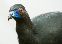 Black Guan © Steve Ogle